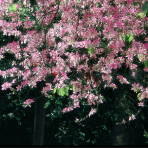 美女高清操逼AV
