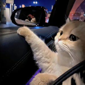 我是小小魅魔的仆人第1集
